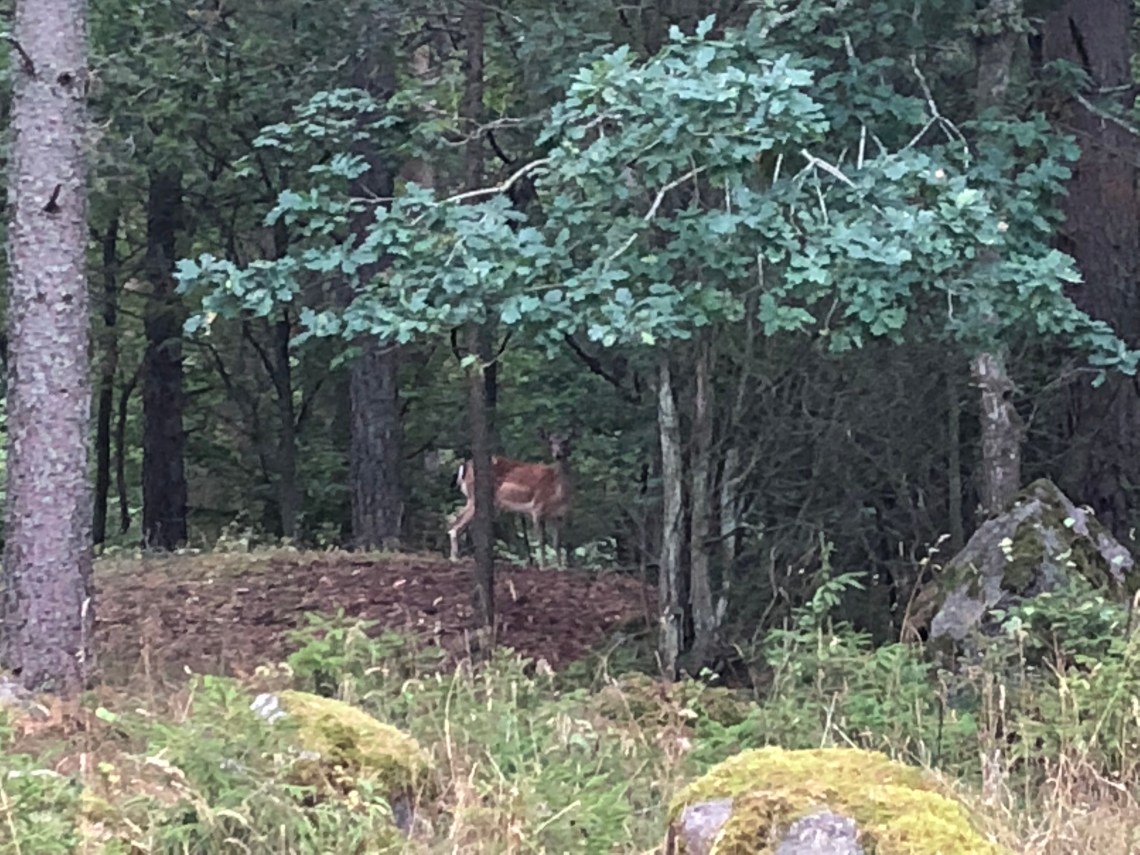 4CDBE8A1-847A-4945-A47D-9403DEEB78C1