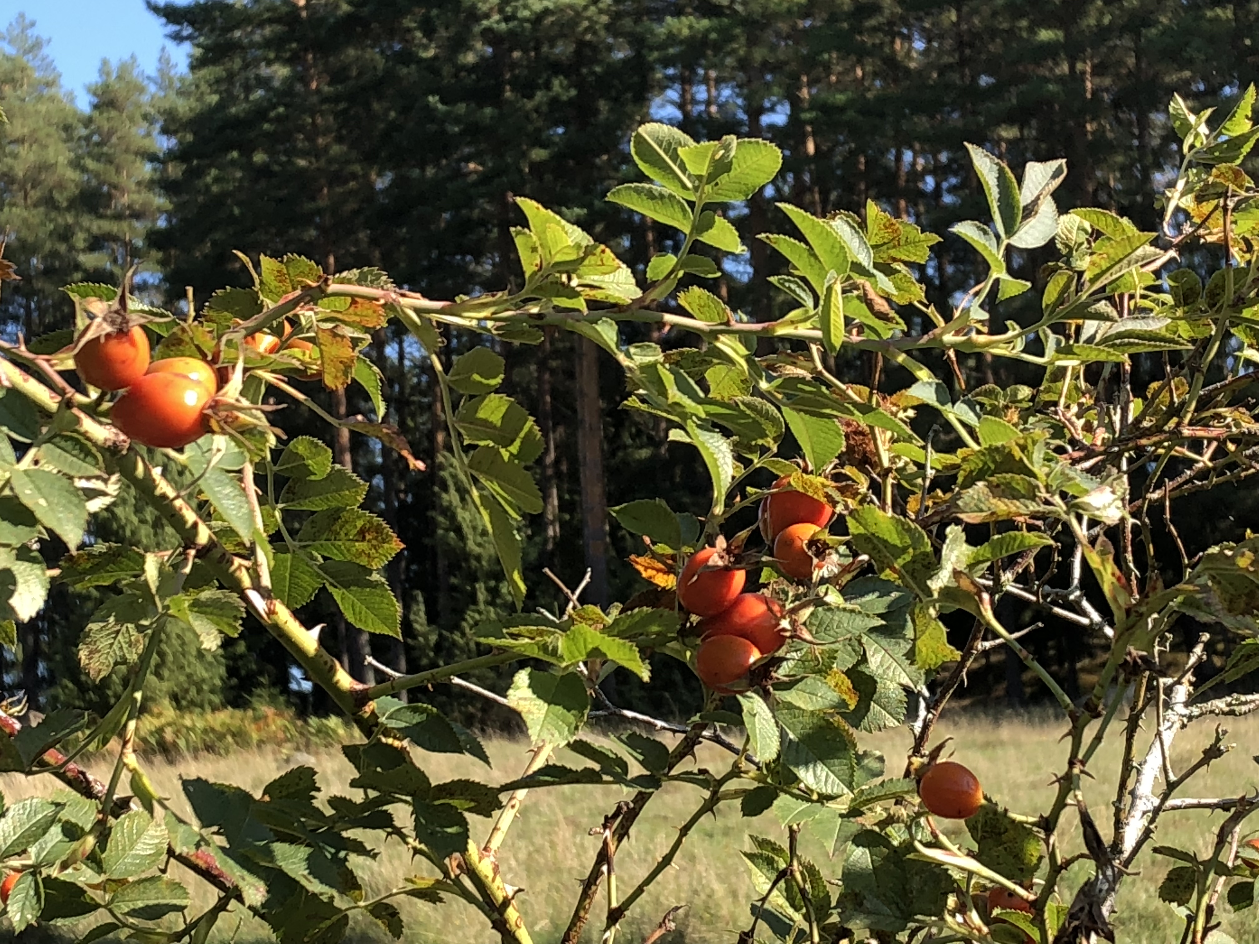 68E8792C-B358-4811-8071-C535CEA32270