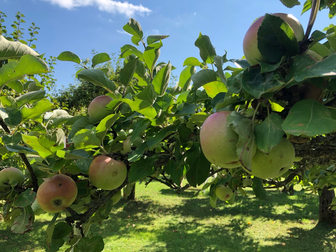 A8EAC77C-E32C-4AD8-9785-6B4479929F29