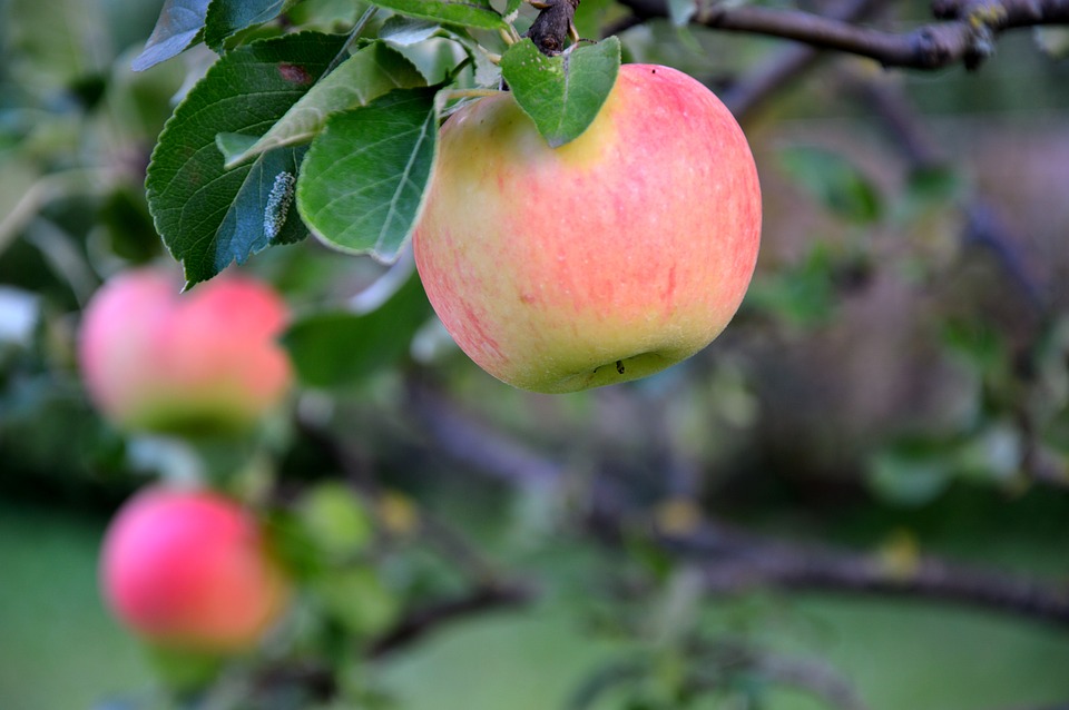 äpple10