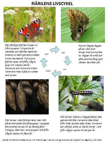 insekter4