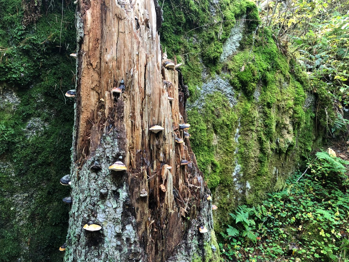 8CBDA363-535A-4A6E-B9FA-E2B3B13081EA